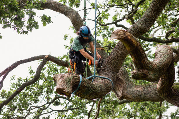 Cudjoe Key, FL Tree Care Company