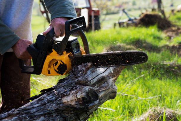 How Our Tree Care Process Works  in  Cudjoe Key, FL